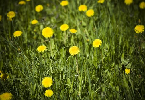 Field with dandelions