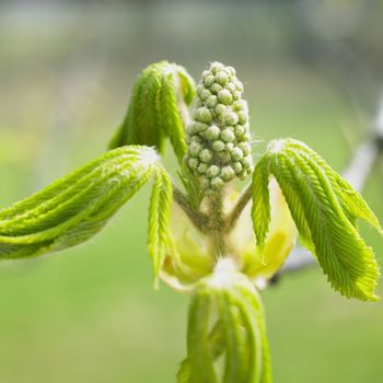 chestnut bud