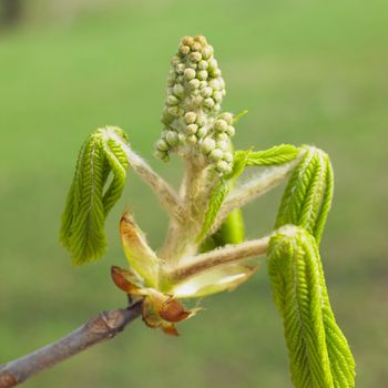 chestnut bud