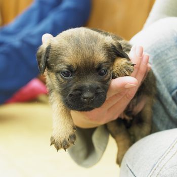 puppy (Border Terrier)