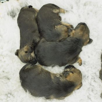 puppies (Border Terrier)