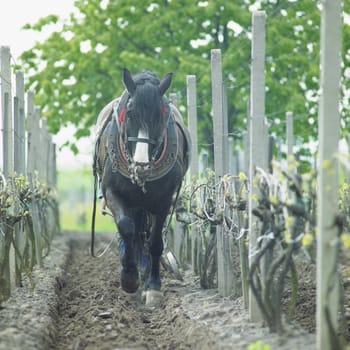 horse in vineyard, Sidleny, Czech Republic