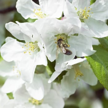 blossom apple tree with a bee