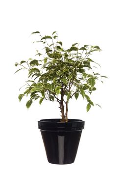 Potted plant towards white background