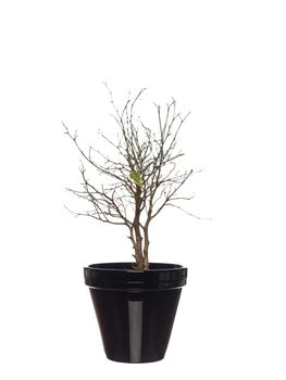 Withered potted plant