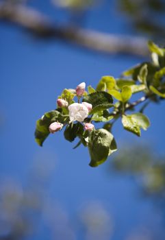 Apple blossom towards blue sky