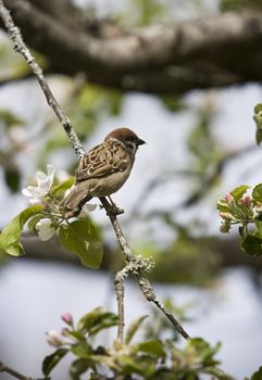 Bird in a tree