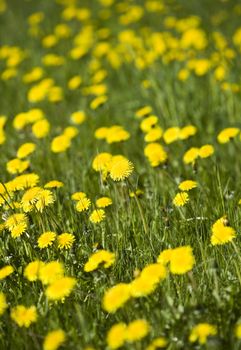 Dandelion on a field