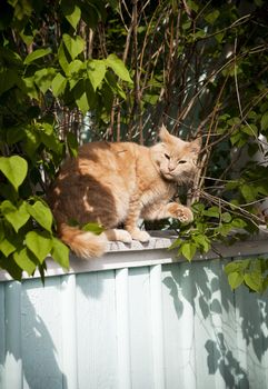 Cat on a fence