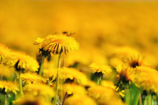Bright yellow flowers of dandelions in the meadow