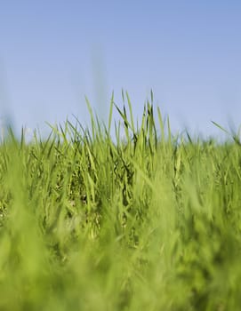Green grass towards blue sky