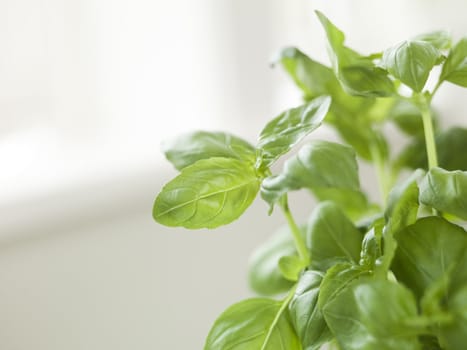 Close up of a basil sprig