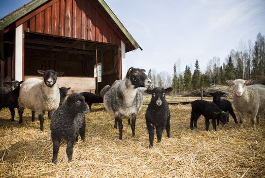 Sheeps by a windshield on a sunny day