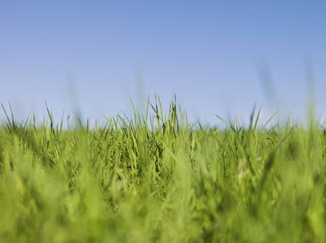 Green grass towards blue sky