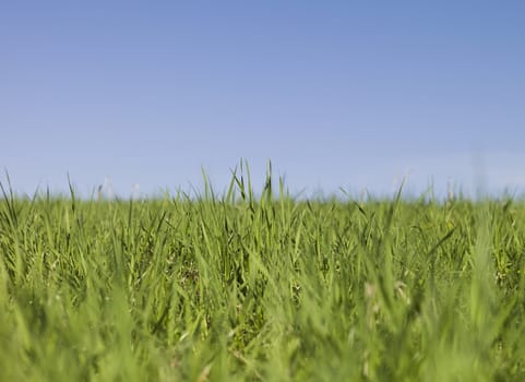 Green grass towards blue sky