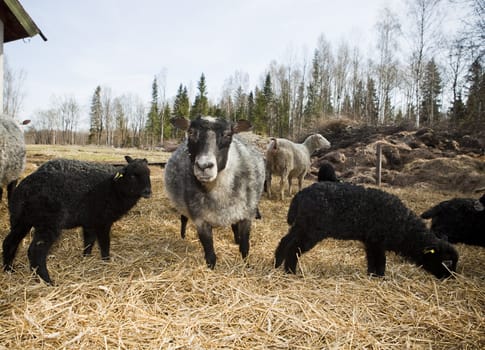 Several sheeps in a pasture