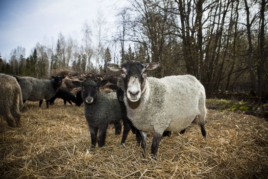 sheeps in a pasture