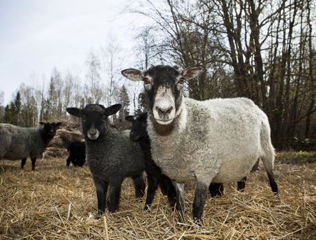 Sheeps looking in to the camera