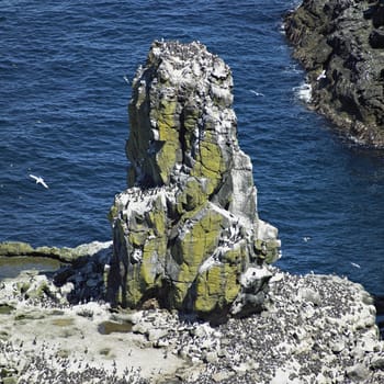 birds colony, Rathlin Island, County Antrim, Northern Ireland