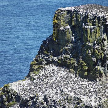 birds colony, Rathlin Island, County Antrim, Northern Ireland