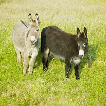 donkeys, County Donegal, Ireland