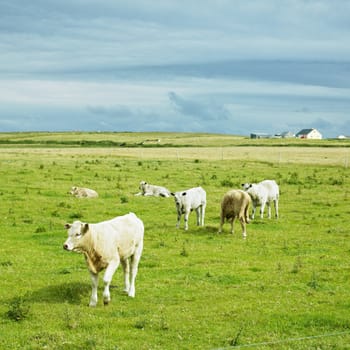 cows, The Mullet Peninsula, County Mayo, Ireland