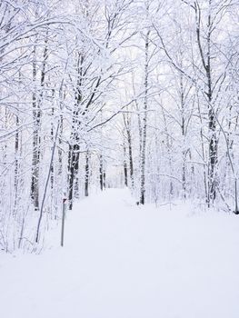 Windy road in winter