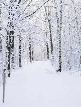 Windy road in winter