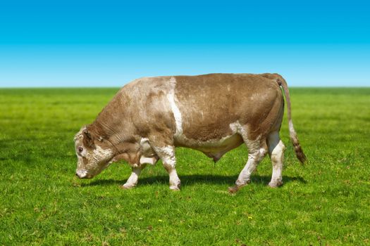 A photography of a big bull cow