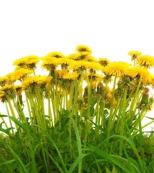 A photography of beautiful yellow isolated dandelion