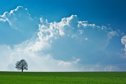 A photography of a blue sky and a tree