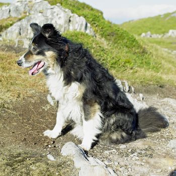 dog, Sheep's Head Peninsula, County Cork, Ireland
