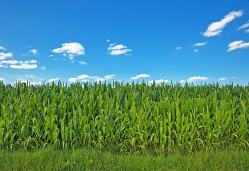 A photography of a beautiful corn field