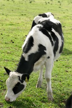 Dairy cattle grazing