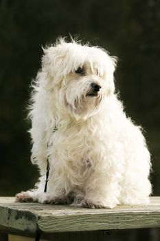 White maltese dog sitting in the outdoors