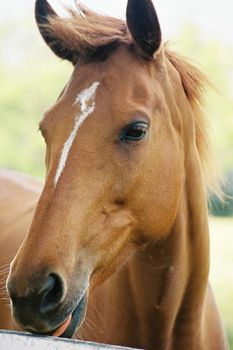 Young horse
(film)