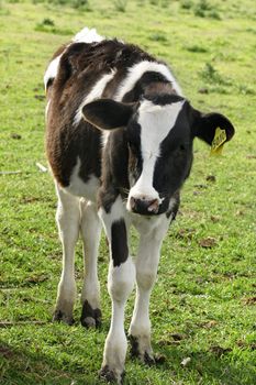 Young dairyy milking calf standing in a meadow.
