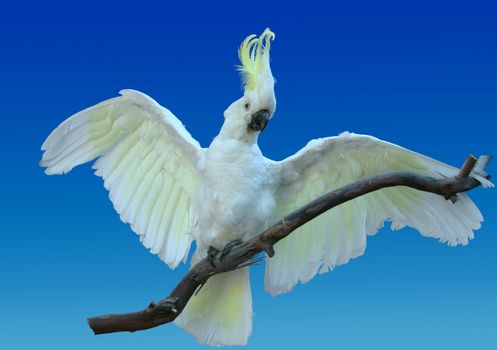 Yellow crested Cockatoo - this is a taxidermy
