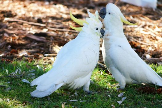 Canoodling cockatoos in the wild.