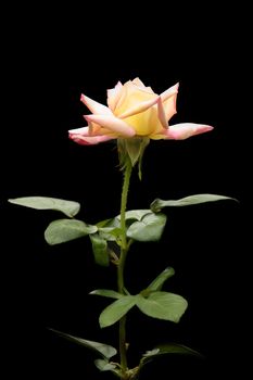 Long stemmed fragrant Peace rose against dark background.