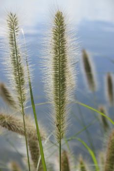 Pennisetum alopecuroides - ornamental grass - Canada Bay 