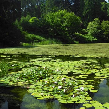 water-lilies, Powerscourt Gardens, County Wicklow, Ireland