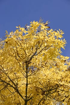 Golden autumn treetop foilage against blue sky