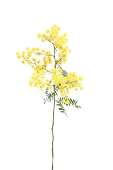 Specimen sprig of ornamental wattle, which has bright yellow globular inflorences and small  green bipinnate fernlike leaflets.  There are over 1000 species of wattle.  Wattle is Australia's national flower.   