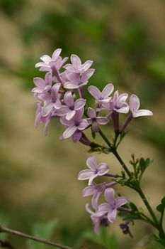 Purple Lilac, Syringa Vulgaris, is  loved by gardeners around the world for its beauty and fragrance; one of the most captivating fragrances emitted by a plant. 