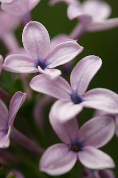 Closeup of some of the flowers of a lilac cluster. Purple Lilacs are  reminiscent of springtime, young love, grandparents, romantic poetry and other writings.  Lilacs are from the family Oleaceae (olive family)   Shallow dof.  Top flower only in focus.