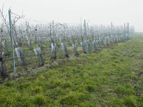 vineyard in winter, Southern Moravia, Czech Republic