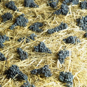 grapes drying for straw wine (neronet), Biza Winery, Cejkovice, Czech Republic