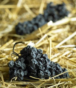 grapes drying for straw wine (neronet), Biza Winery, Cejkovice, Czech Republic
