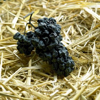 grapes drying for straw wine (neronet), Biza Winery, Cejkovice, Czech Republic